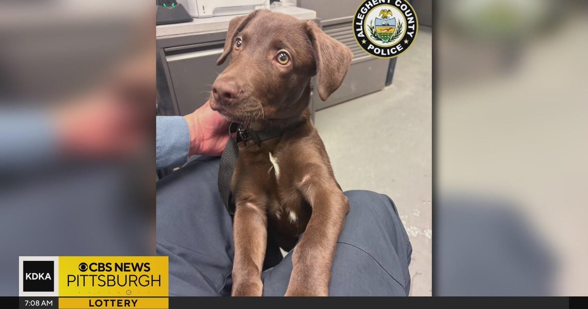 Abandoned dog found at Pittsburgh International Airport - CBS Pittsburgh