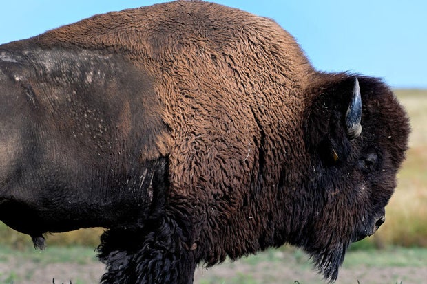 American Bison on the Southern Plains Land Trust Heartland Ranch Nature Preserve.