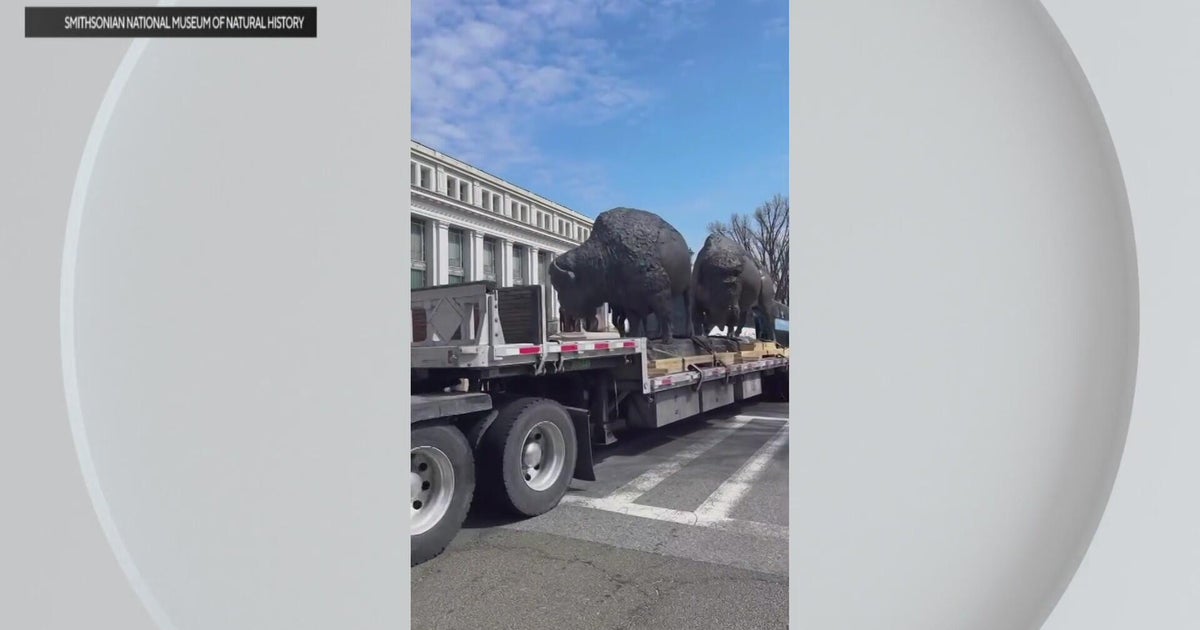 Loveland bison statues installed at Smithsonian National Museum of Natural...