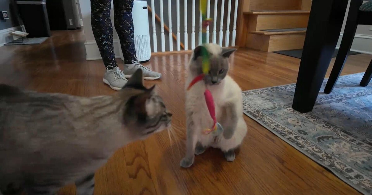 The cost of owning a pet has skyrocketed. Here are some tips to trim rising expenses