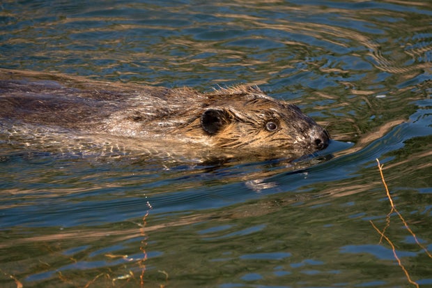 Beaver swims South Platte River Waterton Canyon Littleton Colorado 