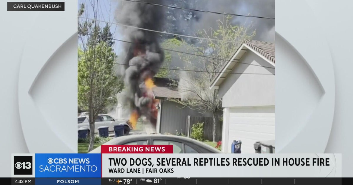 2 dogs, several reptiles rescued from Fair Oaks house fire - CBS Sacramento