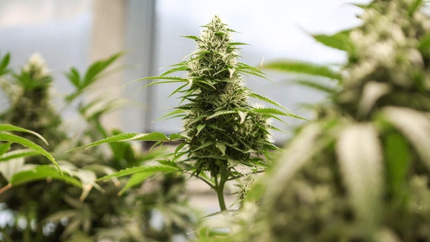 US-NEWS-NC-MARIJUANA-CHEROKEE-2-CH 