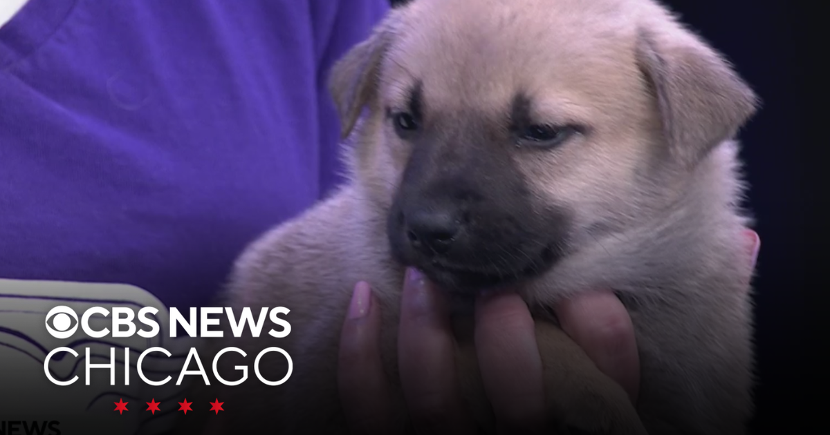 4-week old puppies available for adoption from Border Tails Rescue ...