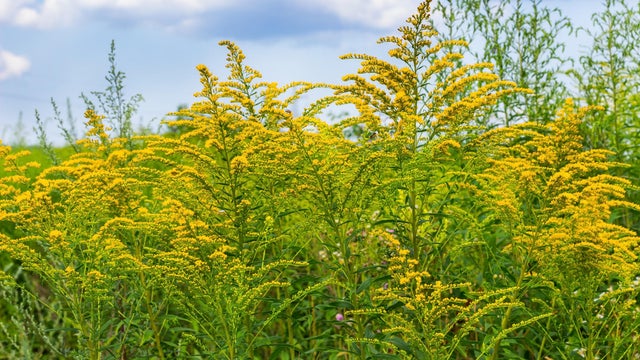 Blooming yellow ragweed bushes. 
