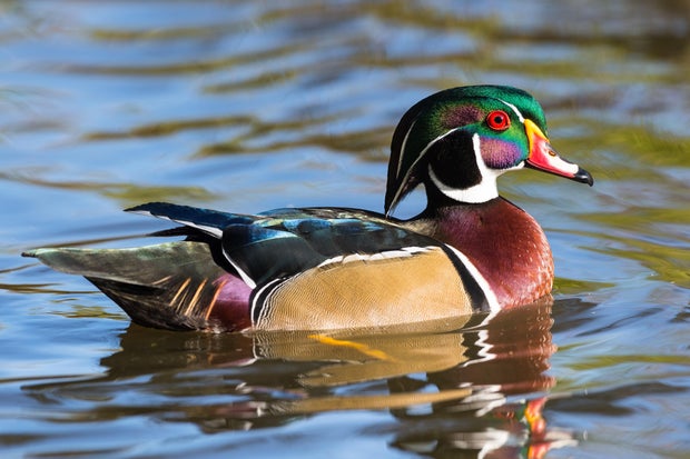Wood duck, Aix Sponsa, male bird in fall 