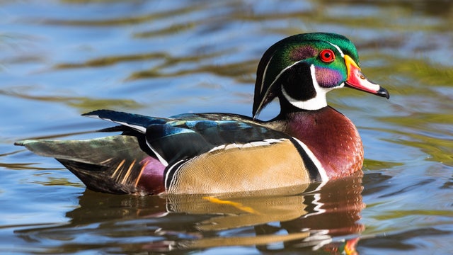 Wood duck, Aix Sponsa, male bird in fall 