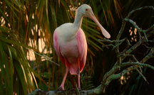 Nature: Spoonbills in Florida's wetlands 