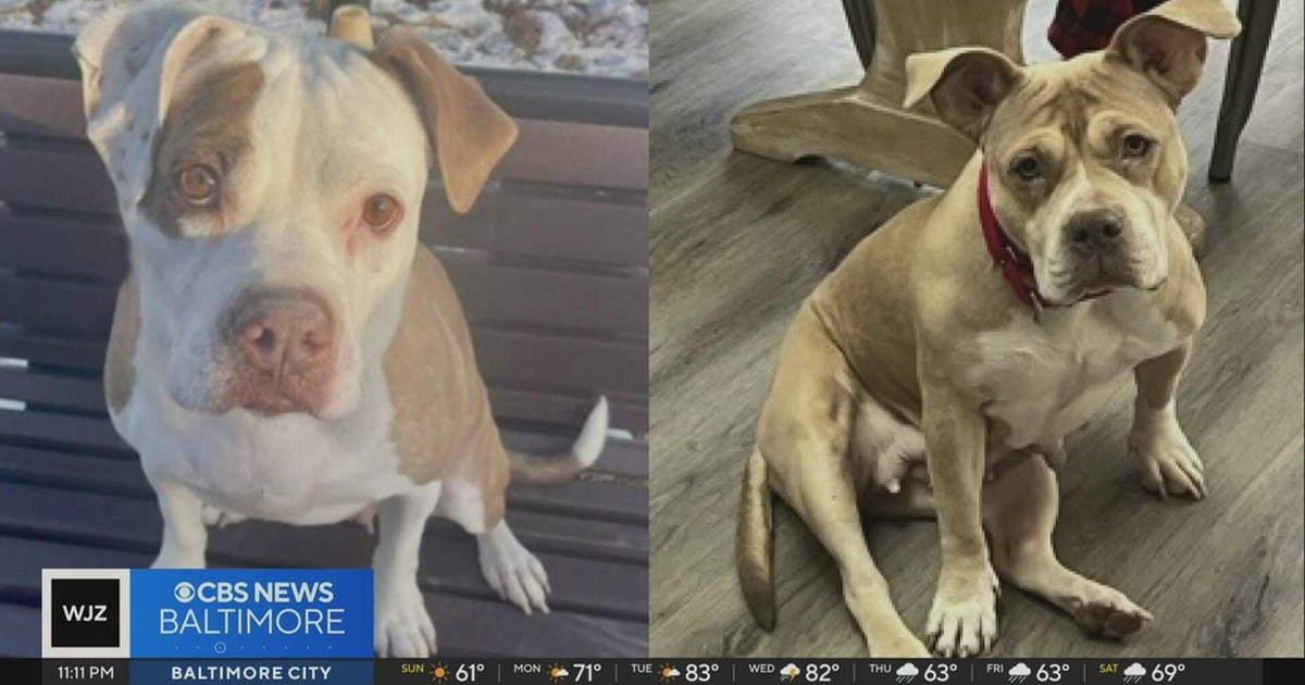 Montgomery County Animal Shelter at critical capacity, urgently needs ...