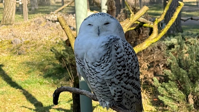 Snowy owl in Hanau's "Alte Fasanerie" wildlife park 