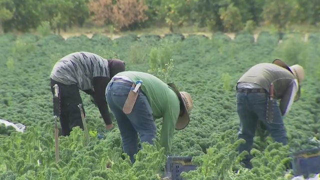 farmworkers.jpg 