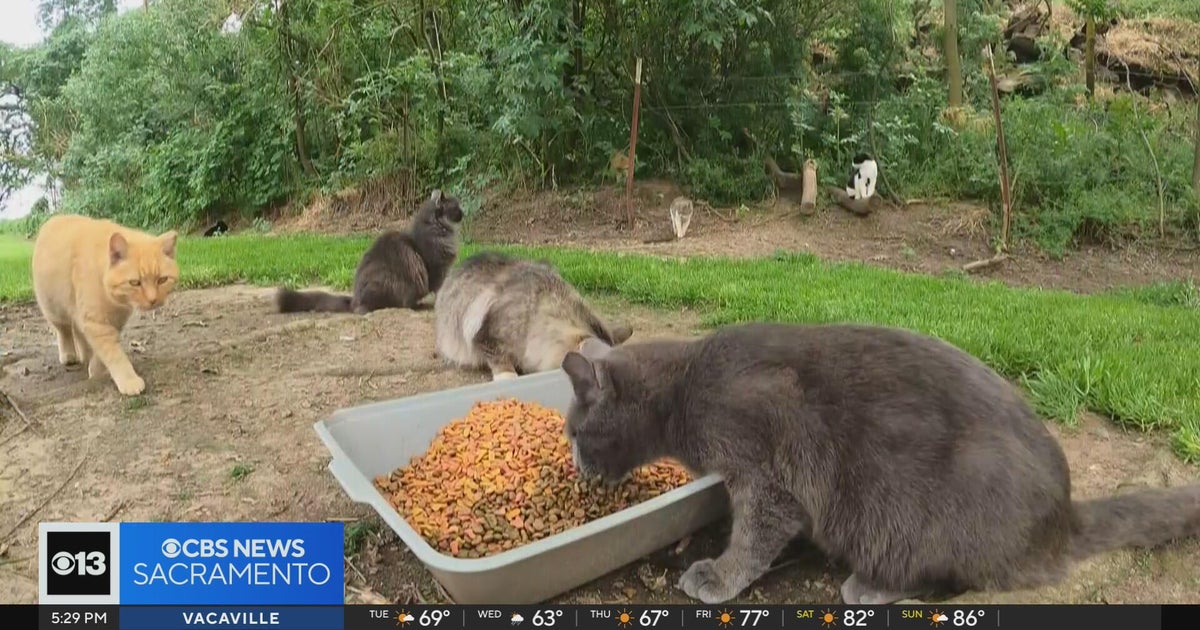 Stanislaus County aims to address growing stray cat problem