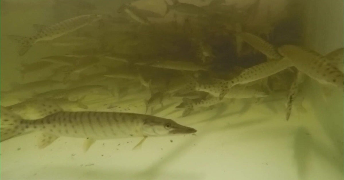 Spooner, Wisconsin is home to one of the largest musky hatcheries in the world