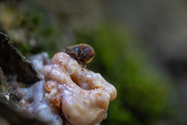 Western Pine Beetle Climbing in a pitch tube 