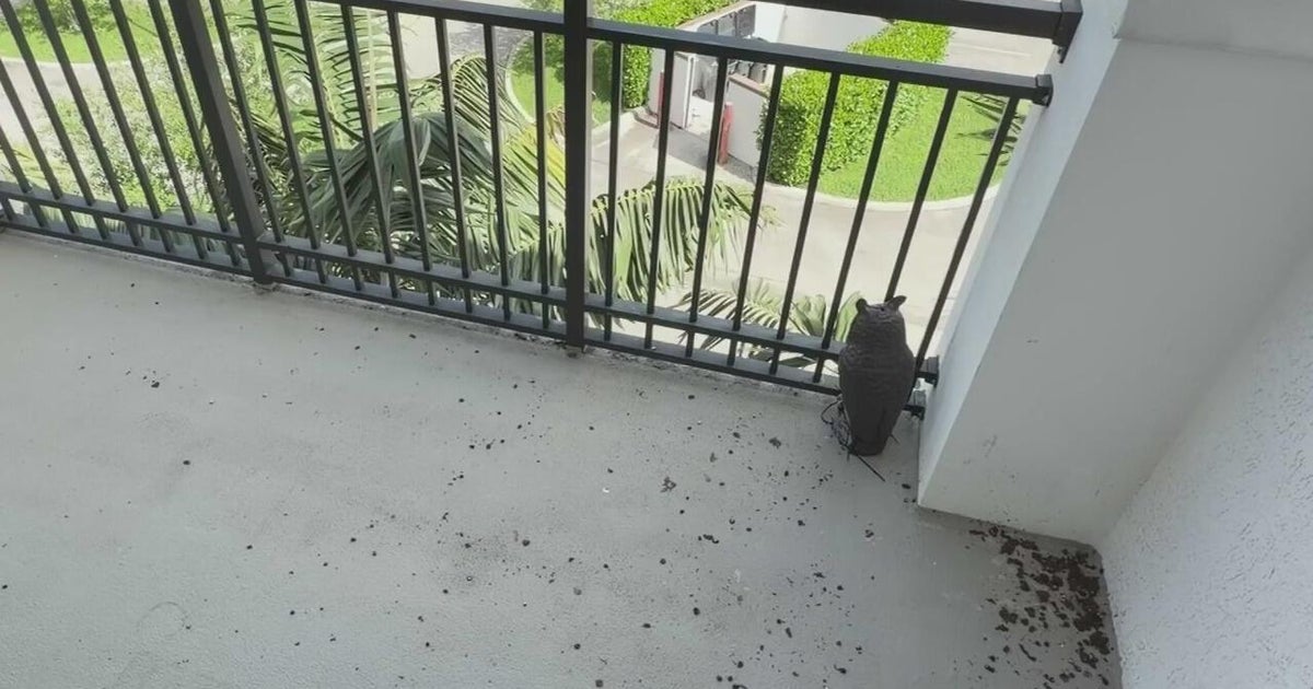 Miramar woman says birds are invading the attic above her apartment, putting her health at risk