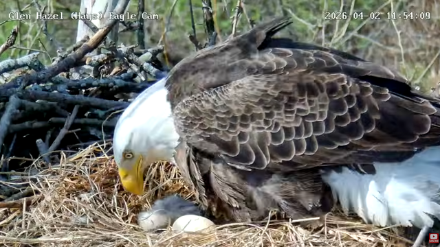 glen-hays-eaglet.png 