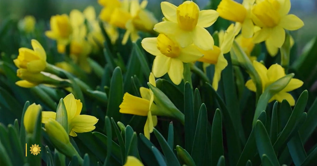 Nature: Spring in Pennsylvania