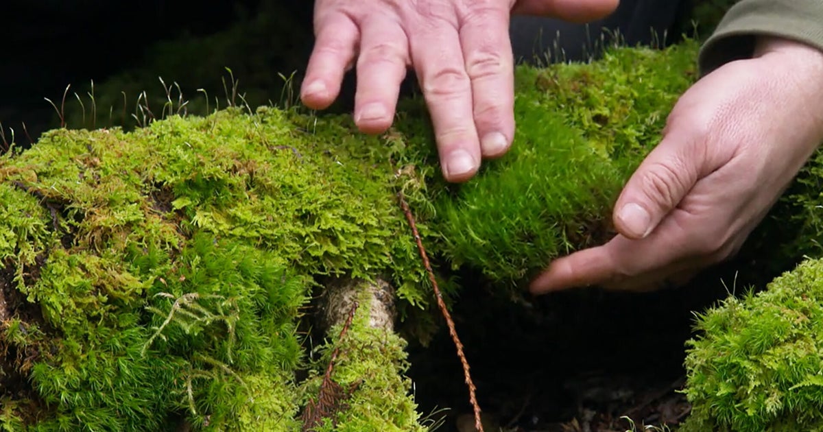 The beauty of moss