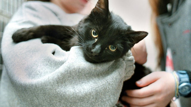 Howard County Animal Shelter cat 