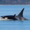 Mysterious pod of killer whales never seen before visits Seattle