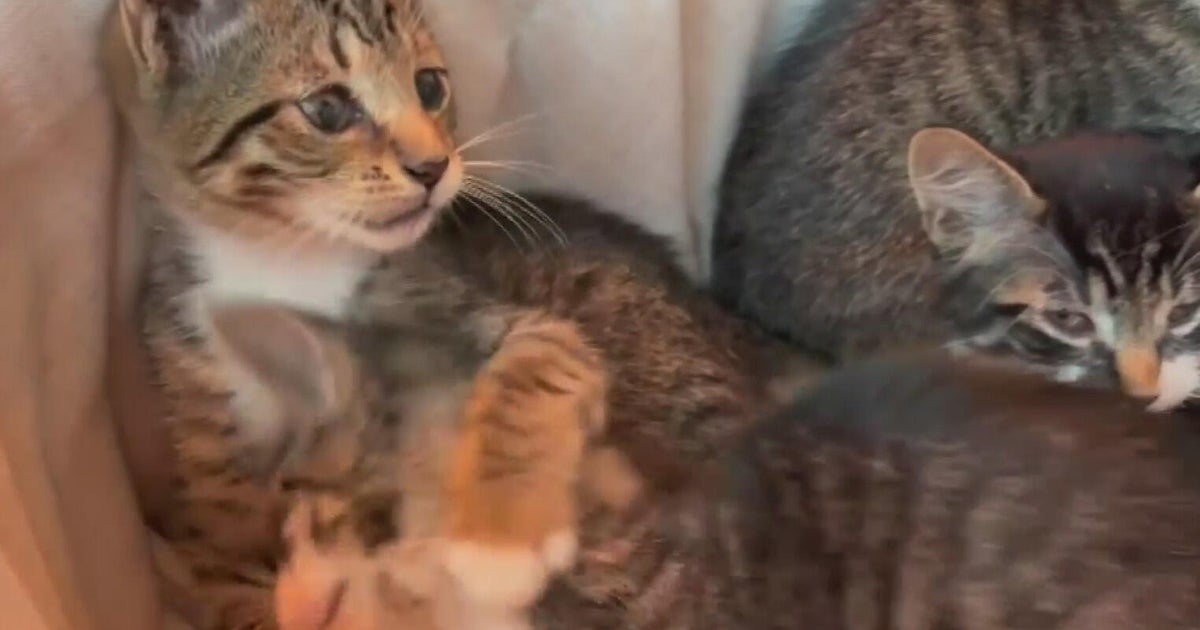 Broward woman arrested after dumping a box of kittens at a neighborhood park, police say