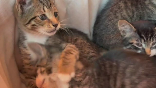 Cute kitten portrait. British Shorthair cat 