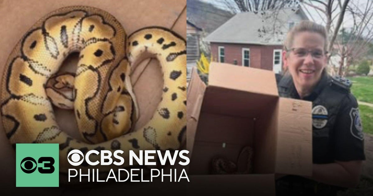 Police recover python left behind by Uber driver's passengers - CBS ...