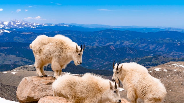 Sunset Atop Mount Blue Sky 