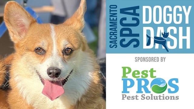 doggy-dash-2026-web-tile.jpg 
