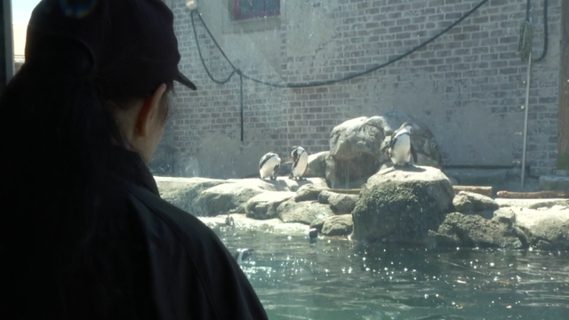 Maryland Zoo Celebrates 150 years 