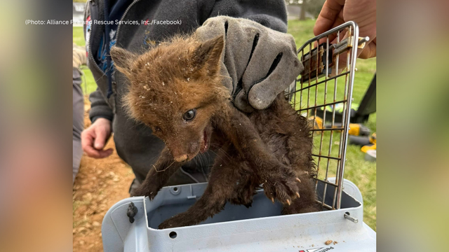 kdka-fox-kit-rescue.png 