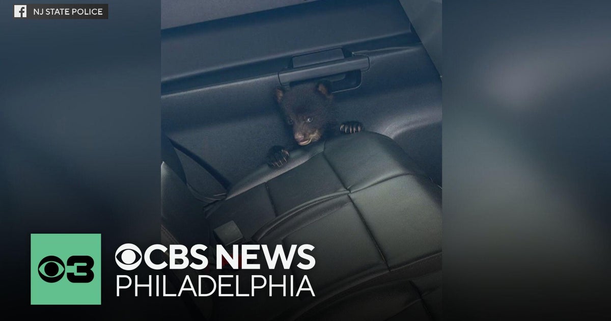 Bodycam video shows New Jersey State Police rescue abandoned bear cub