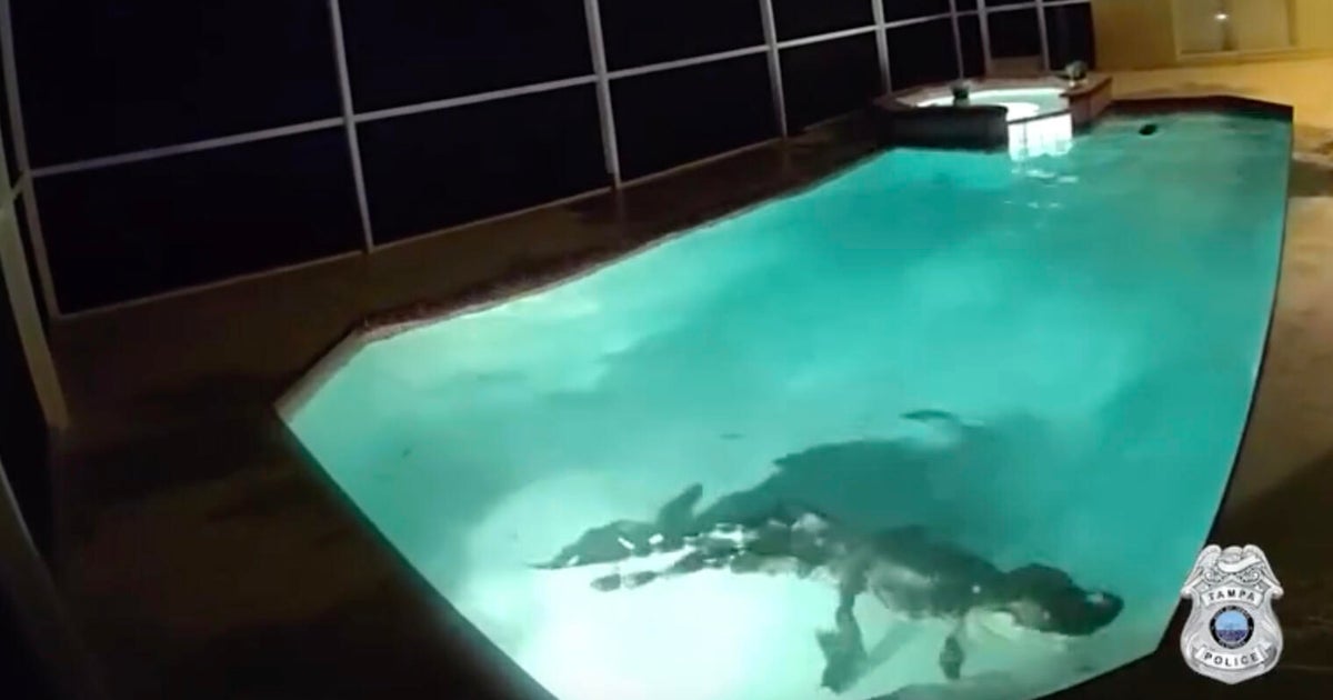 Hissing alligator removed from Florida pool after family thought intruder was breaking into home