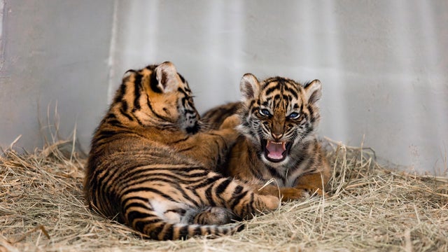 tiger-cubs-april-7-26-1.jpg 