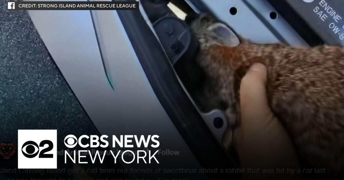 Rabbit found alive in car's grille after getting hit on Long Island ...