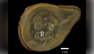 Creature thought to be world's oldest octopus isn't an octopus after all