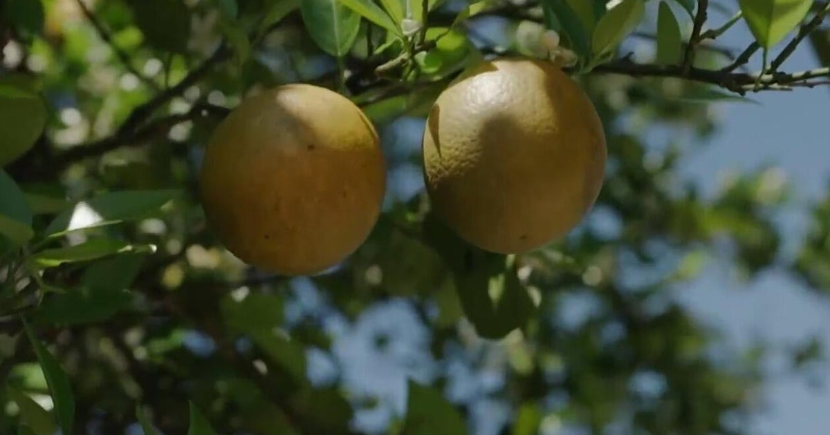 USDA predicts production increase for Florida citrus farmers