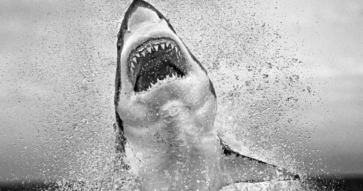 Inside wildlife photographer Chris Fallows' archive