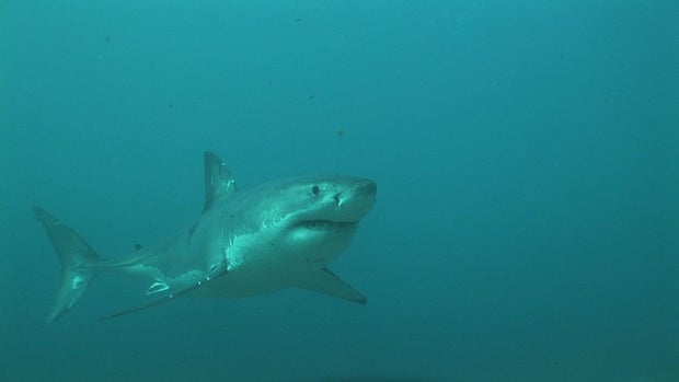 Great white shark 