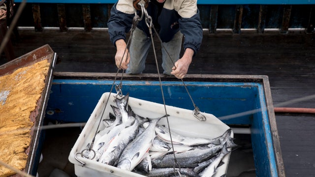 Pacific Sea boat captain Tom Wallace guides a haul of salmon from his boat up to the dock of Pier 45 at Fisherman's Wharf in San Francisco, Calif. Friday, June 21, 2019. 