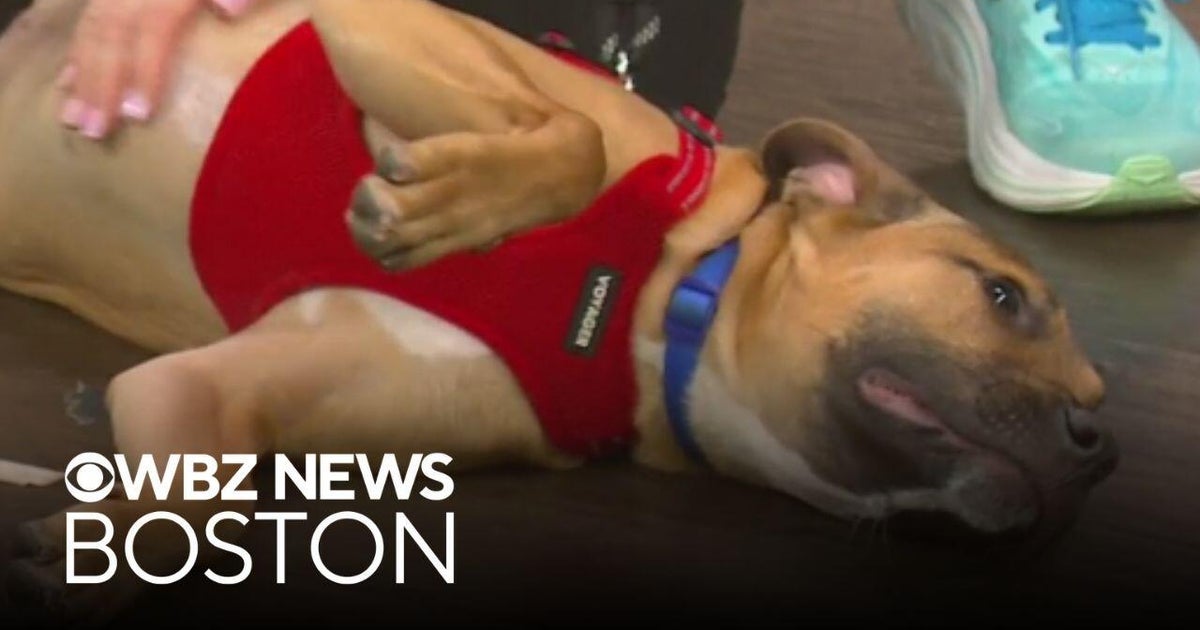 Dog that's "a total ham" among pets up for adoption at Massachusetts shelter
