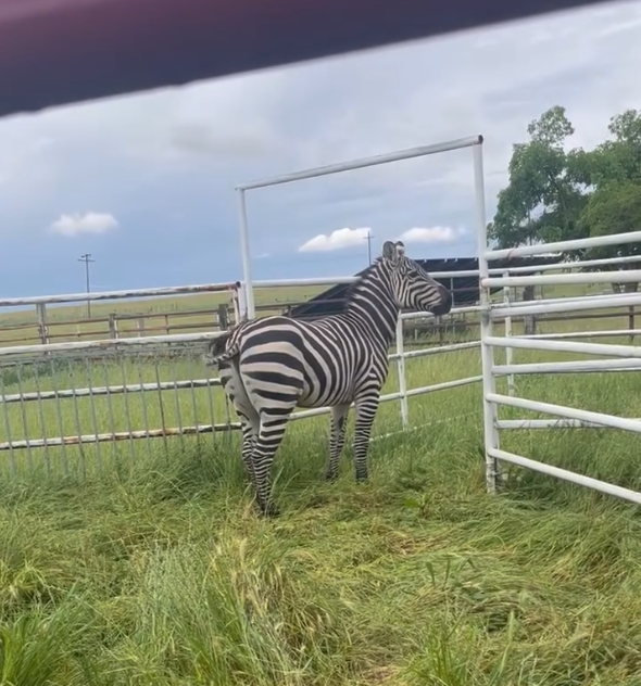 zebra-zeus.png 
