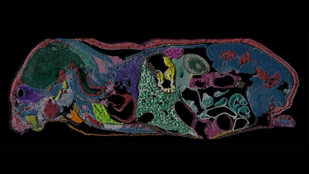 cartography-of-the-mouse.jpg 
