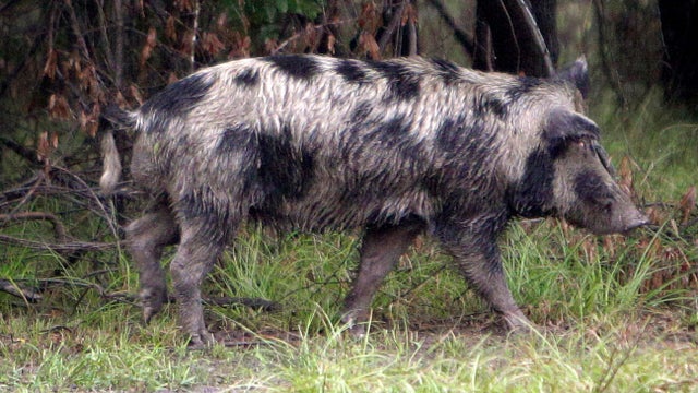 Wild hogs gathered in a pen in Texas. 