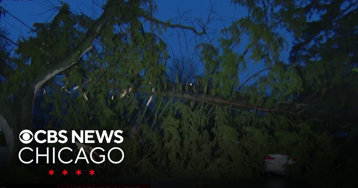 Storms down massive tree in Elgin, Illinois