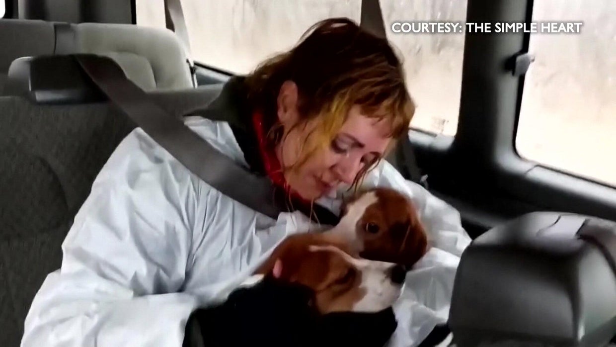 California woman joins mission to rescue beagles from Wisconsin ...