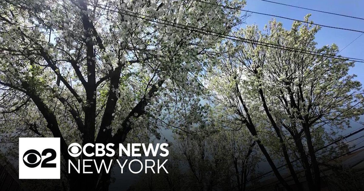 New Jersey bans sale, spread of 30 invasive trees, plants - CBS New York