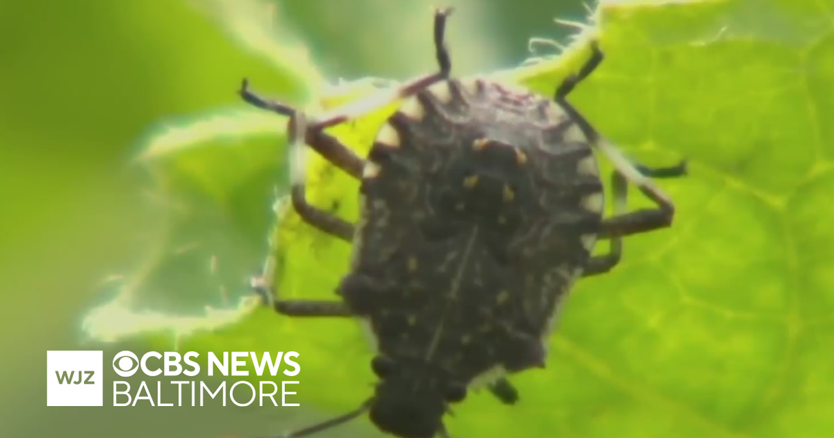 Pests, insects, and bugs are back earlier than usual, experts say - CBS ...