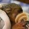A day with a baby squirrel foster mom