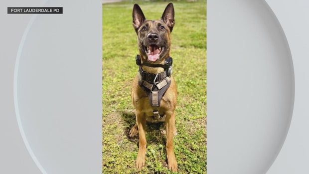 cbsmiami-fort-lauderdale-k-9.jpg 